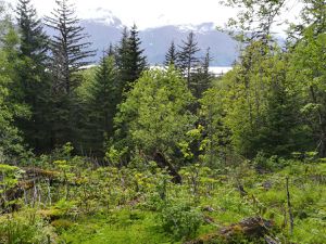 Le camping, la forêt, balade jusqu'à l'océan, découverte de moules (que nous avons fait bouillir et mangé le soir même) et finalement un aperçu du festival de bière