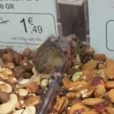 Vue près de 2 millions de fois, voici la vidéo d'un rat qui mange dans les rayons du magasin Grand Frais de Saint-Maximin