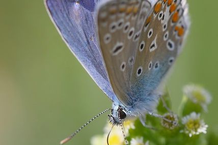 Papillon azuré de la bugrane mâle en photo macro, Canon EOS 5D mark II, Sigma 150 mm macro f:2.8 plus doubleur Sigma