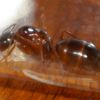 Larves Camponotus sylvaticus