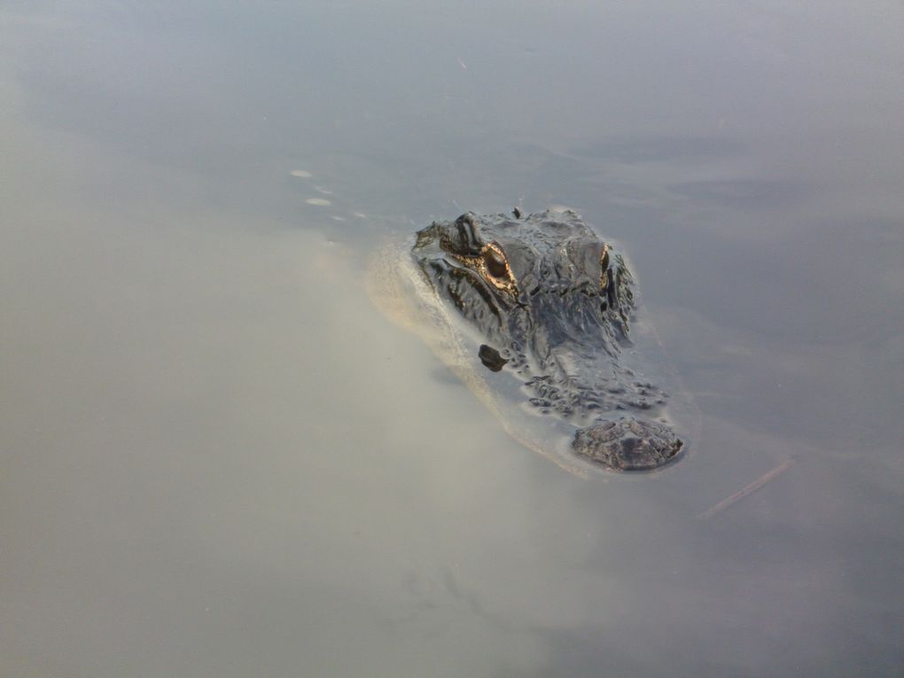 Le 6 juin, nous partons à la découverte des Everglades, plus célèbre Parc Naturel National de Floride.