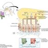 Partie II : Le cheminement des odeurs du nez au cerveau...