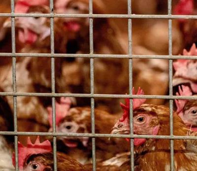 Renforcement des mesures de prévention contre la grippe aviaire en France