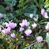 Scènes de jardin à l'ombre. Que planter ?