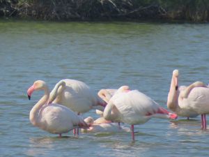 Des Flamants rose.