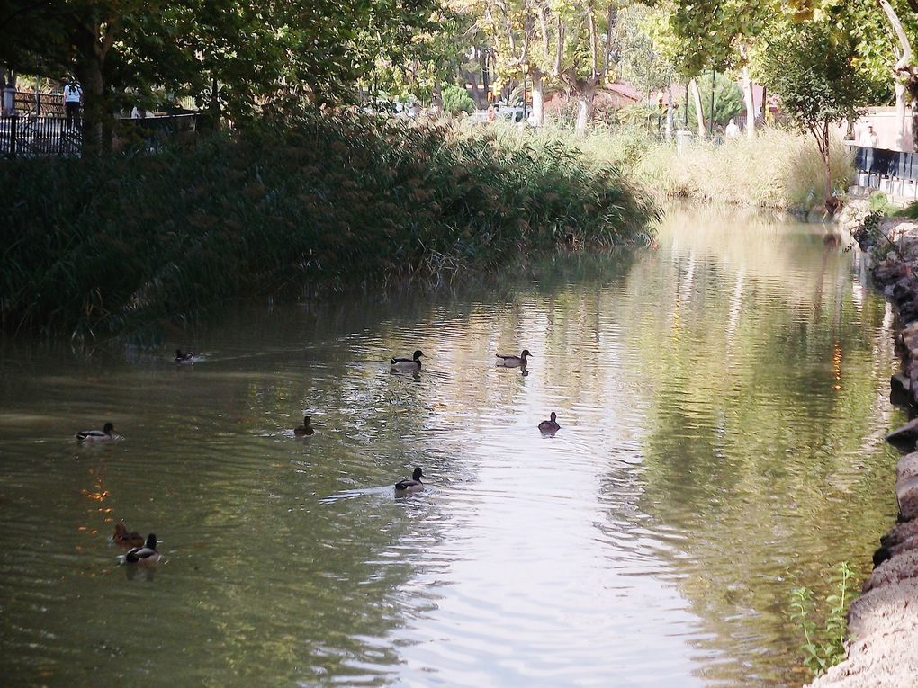 Album - Paseo-del-Canal--Zaragoza-