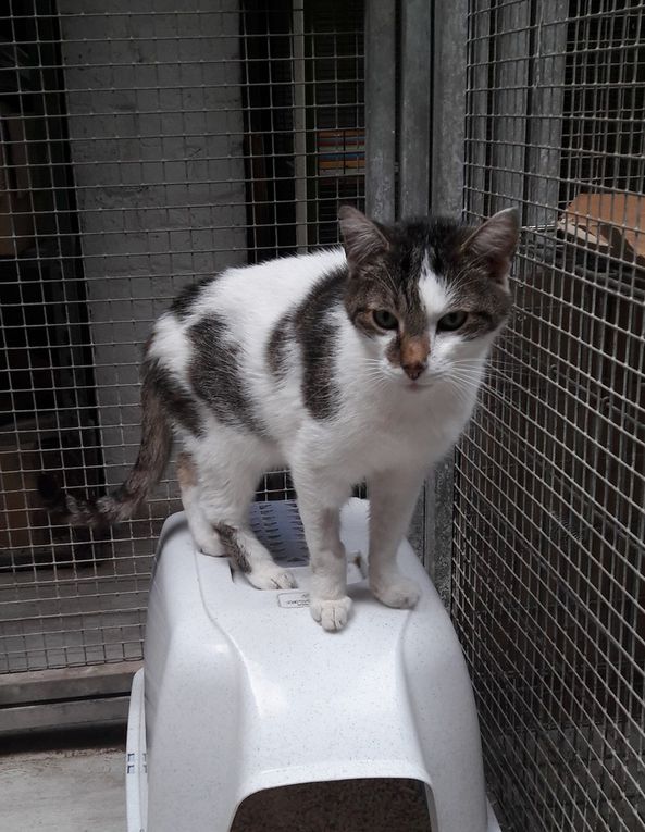 Il est adopté : PILOU, mâle castré très gentil de 9 ans