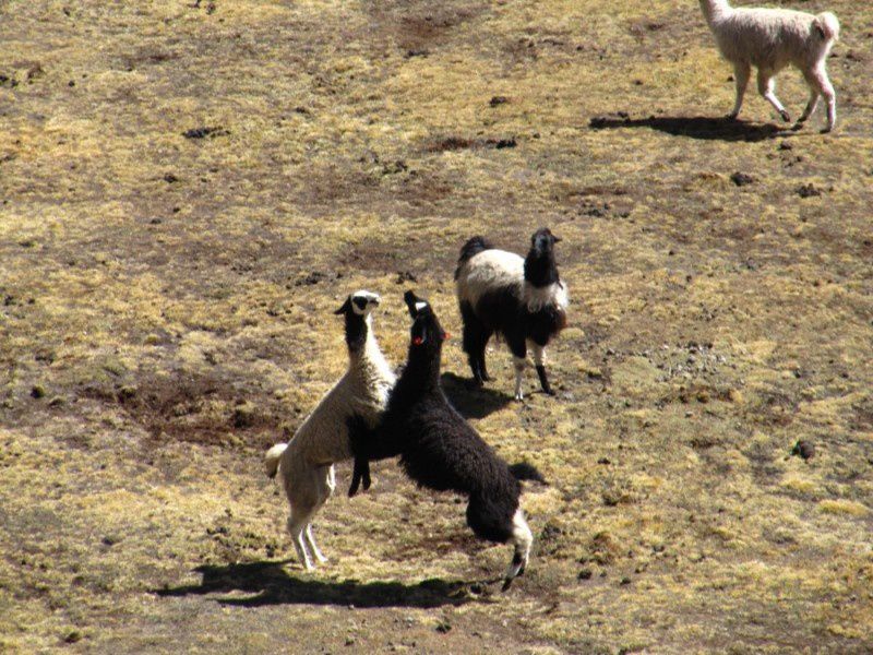 Album - BOLIVIA-1