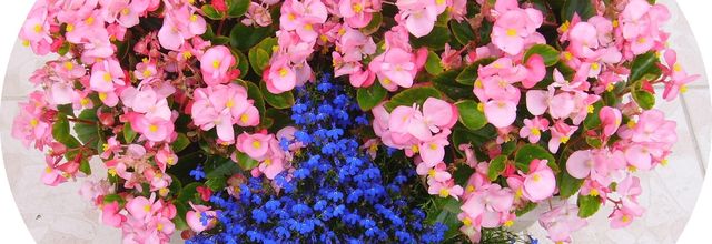 En rose et bleu