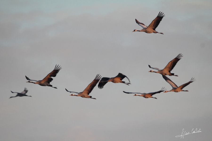 Grues cendrées