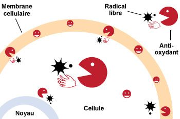 Les radicaux libres: effets et impacts sur nôtre organisme