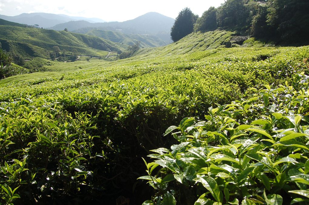 Album - Cameron-highlands