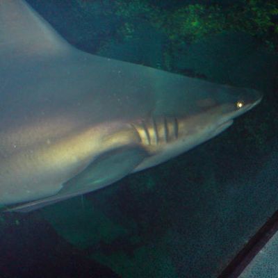 un requin m'a levé une langouste!