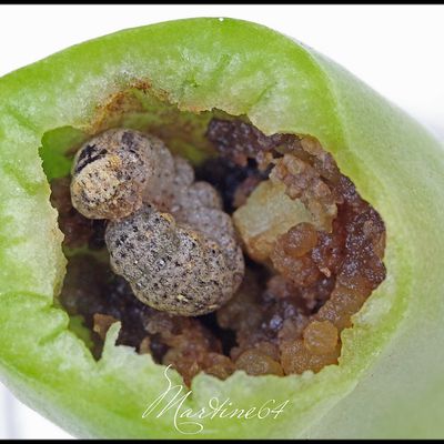 Tomates et chenille