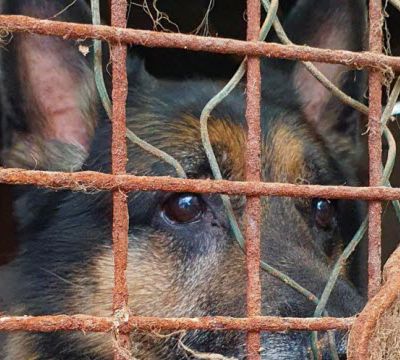 Le chien Rex secouru, après huit ans de maltraitances