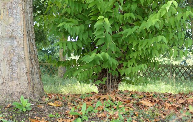 De la Verdure et quelques Feuilles