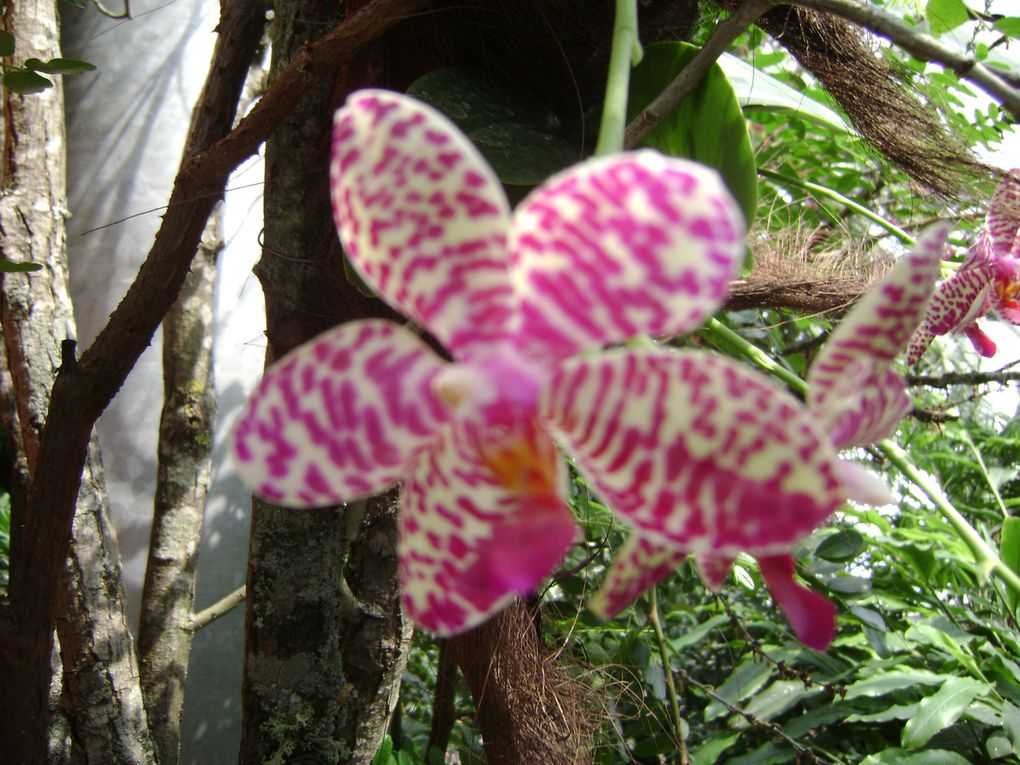 Album - Exposition orchidées