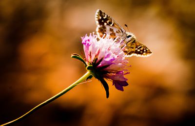 Papillon sur fleur