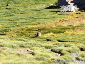 Arica, Putre, Paso Chungara (Chili en camping-car)