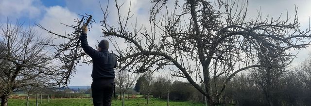 Mars 2025 - Taille des arbres du verger et du jardin