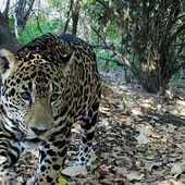 El jaguar se ha convertido en una víctima del narcotráfico en Centroamérica | ESTUDIO