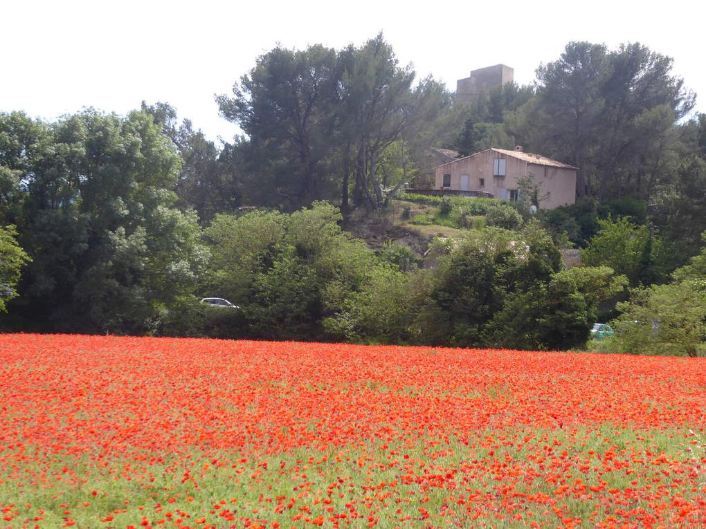 Les coquelicots