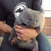 Baby Wombat