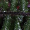 Trichomanes crispum