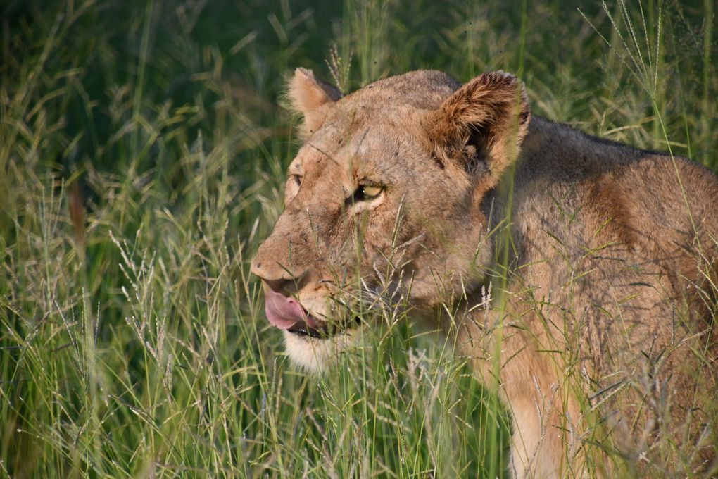 Safaris d'exception à Manyeleti Game Reserve #3