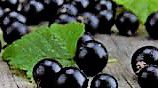 #BlackCurrant Wine Producers New Jersey Vineyards
