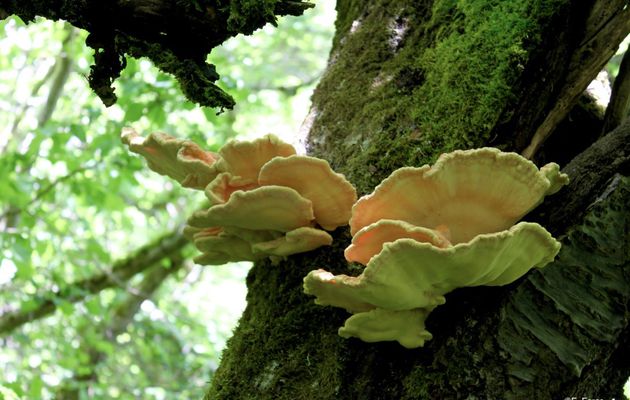 Le Polypore soufré, Laetiporus sulphureus Murrill