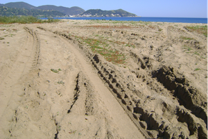 Le sable de la plage continue à être pillé par les voleurs