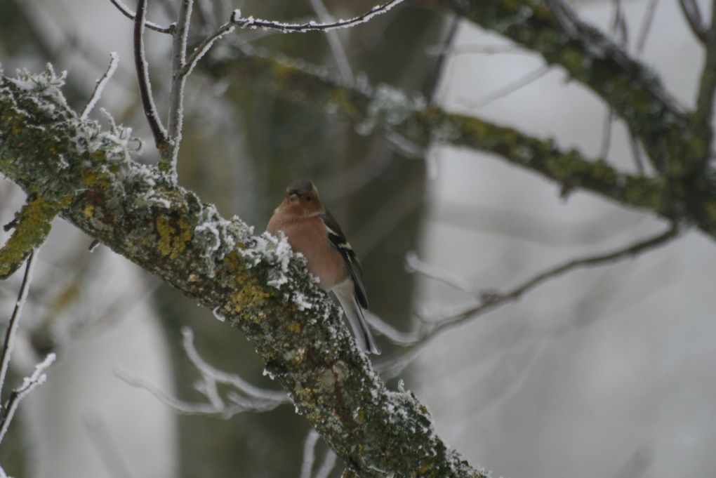 Ballade dans la neige à Séverac...
Le 10 Janvier 2010