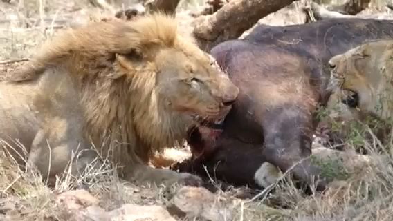 L'heure du repas, le buffle n'aura pas résisté bien longtemps face à ces lions affamés ...