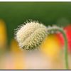 Coquelicots et petites bêtes sur uillets