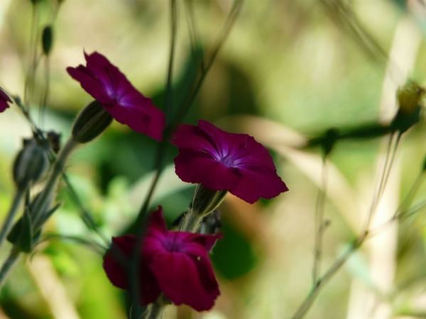 Jardins au fil de l'année ... 

J'ai fait ces photos avec beaucoup d'amour, pour le plaisir des yeux, pour rêver un peu. Merci de ne pas les télécharger sans me contacter au préalable.