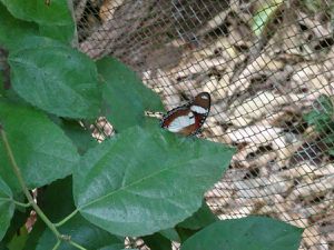 Le Butterfly Centre