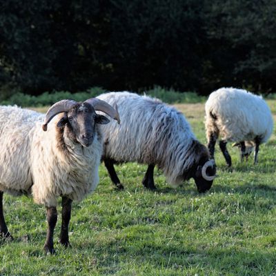 Attaques d’ours : les chiffres tronqués de la FNSEA