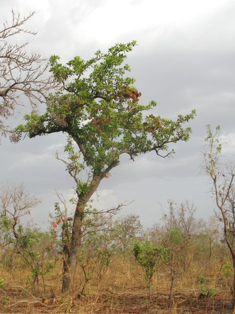 rendez-vous animalier au nord Bénin