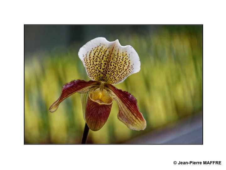 Suivant les auteurs, le nombre d'espèces d’Orchidée (du grec orchis) qui varie de 25 à 30000 en fait l'une des plus importantes familles de plantes à fleurs. Celles-ci ont pratiquement colonisé tous les milieux, à l'exception des déserts et des cours d'eau.