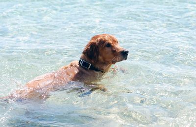 Preveniamo il caldo con una toletta completa