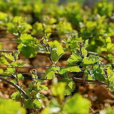 Pour en finir avec la biodynamie  !