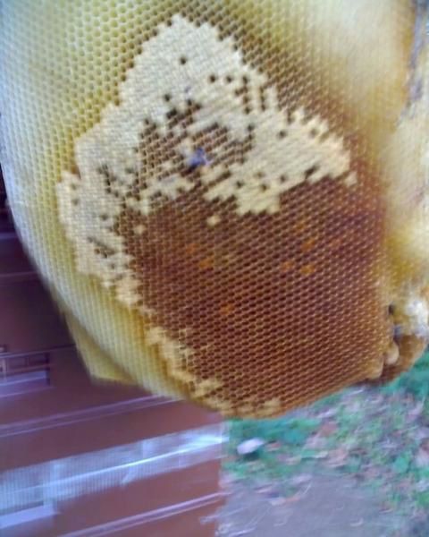 abeilles ruches, nos ruchers de Bourgogne, les apiculteurs Api4 en plein travail, leur évolution au fil des jours