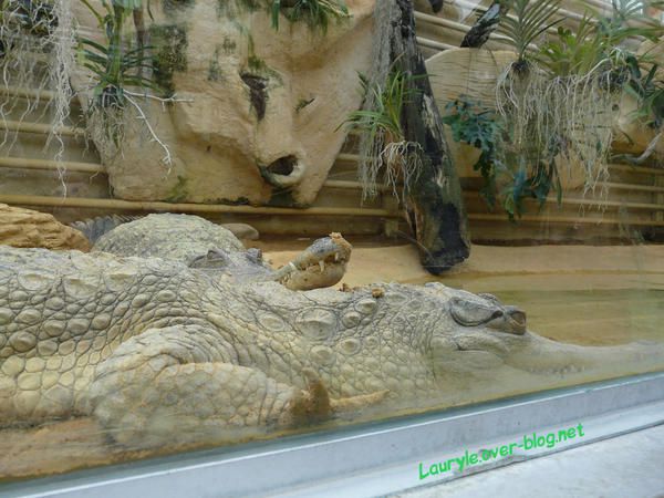 Majoritairement des crocodiles du Nil (Crocodilidés), ainsi que quelques Gavialidés & des Alligatoridés... 

article lié : http://lauryle.over-blog.net/article-7376466.html

