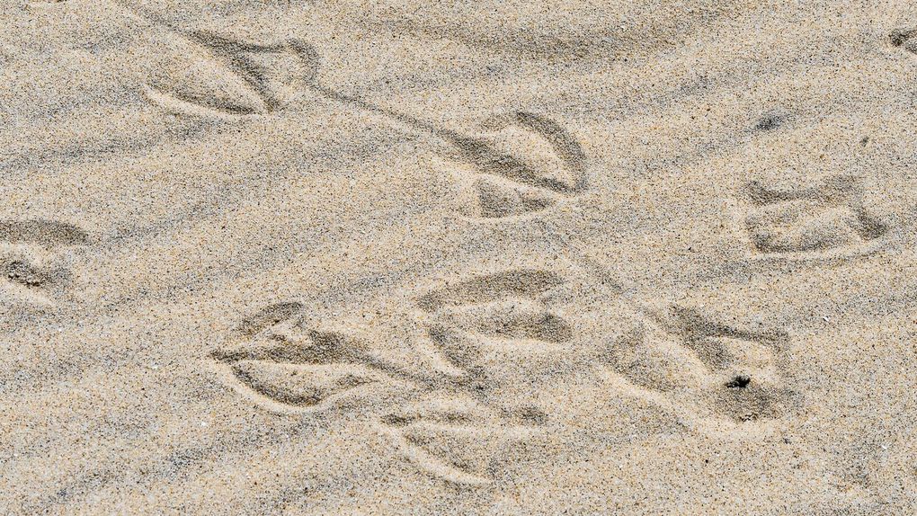 Excursion sur le Banc d'arguin situé face à la Dune du Pilat.