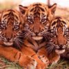 Bébé tigres