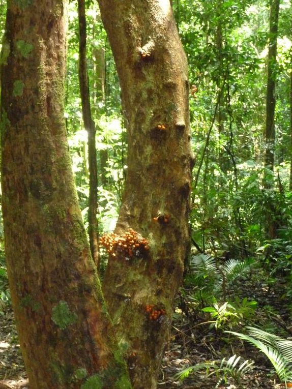 Où la forêt rencontre le récif...