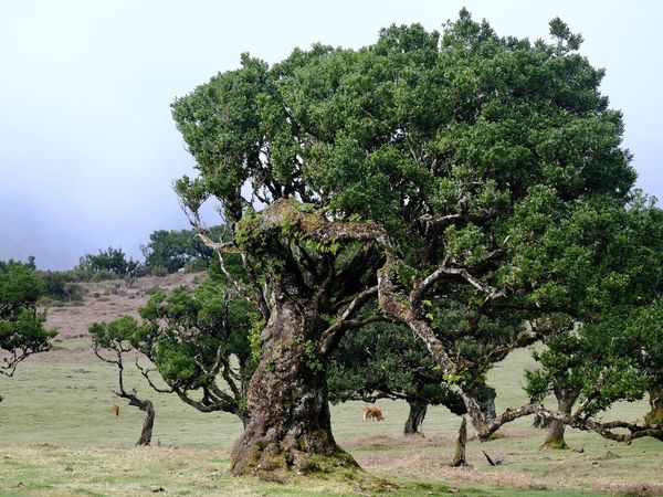 MADÈRE (Portugal 🇵🇹)