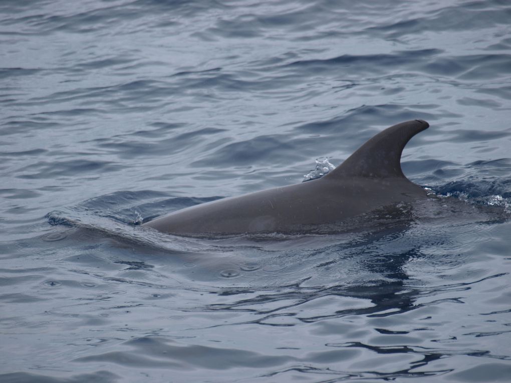 Grands dauphins 
Population residente,
Tenerife, Iles Canaries
Espagne