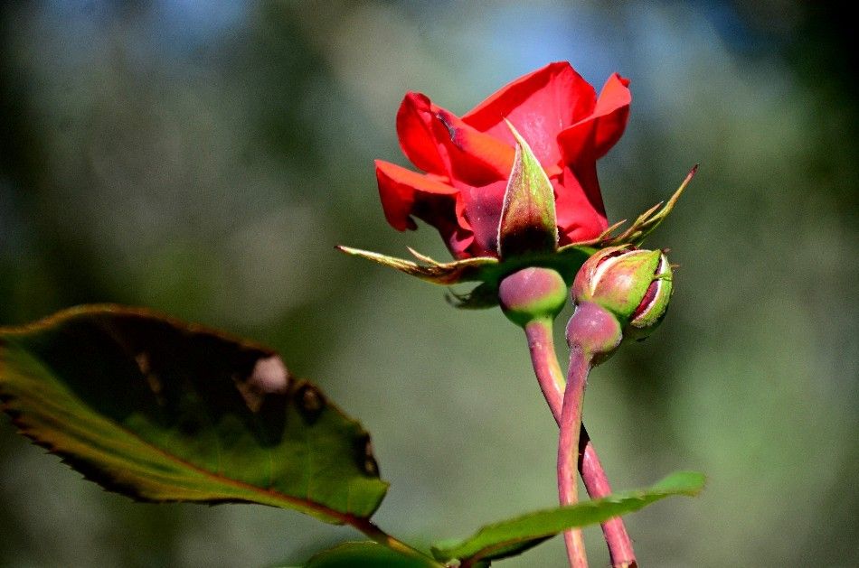 L’IMPORTANT C’EST LA ROSE DE MAI